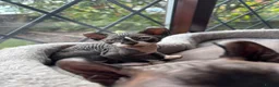 Sphynx cats for sale: 3 Sphynx kittens - Advert 7