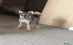 German Spitz dogs for sale: German spitz for sale  - Image 6