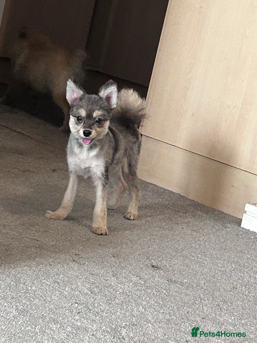 German Spitz dogs for sale: German spitz for sale  - Image 6