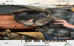 Mixed Breed dogs for sale: GSD X Akita puppies looking for new homes in Oct - Image 9