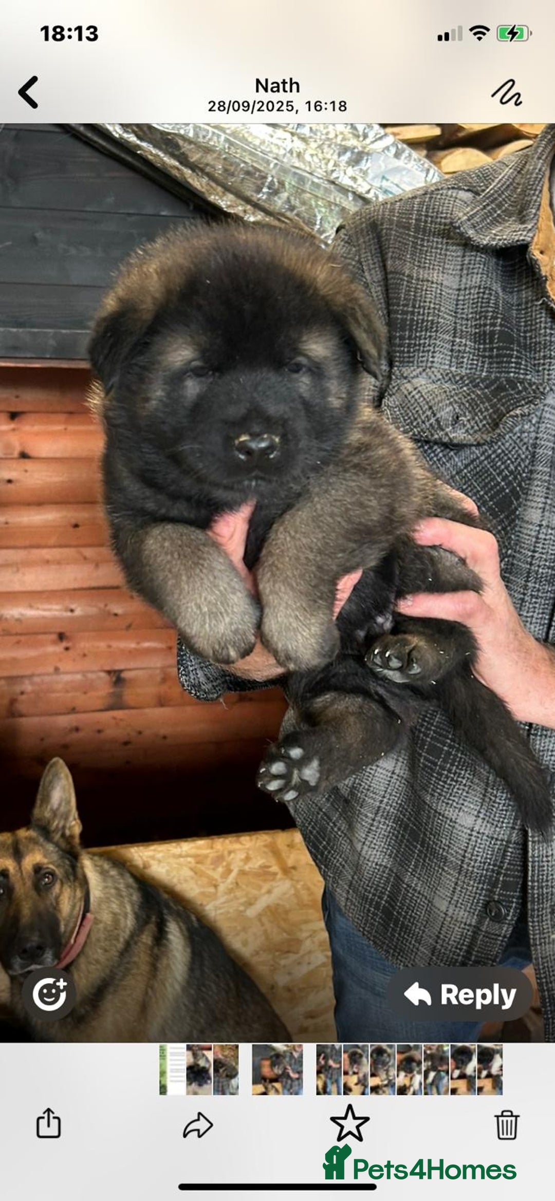 Mixed Breed dogs for sale: GSD X Akita puppies looking for new homes in Oct - Image 9