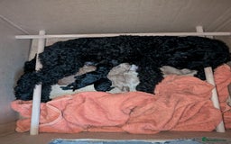 Cockapoo dogs for sale: Toy cockerpoo - last one - Image 6