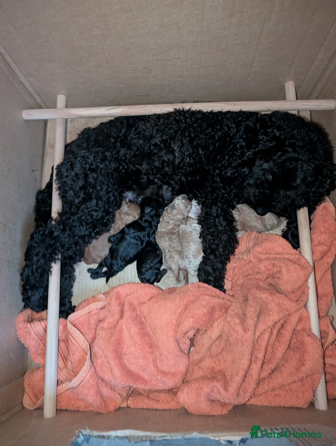 Cockapoo dogs for sale: Toy cockerpoo - last one - Image 6