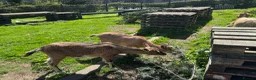Goats livestock for sale: Pedigree Registered English Goats   - Advert 3