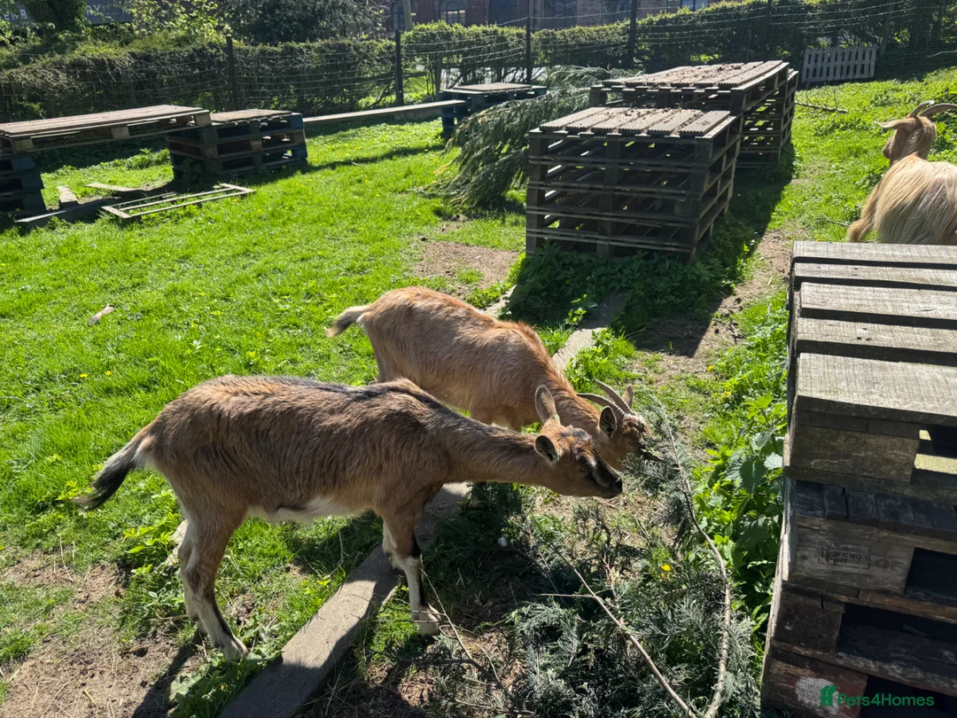 Goats livestock for sale: Pedigree Registered English Goats   - Advert 3