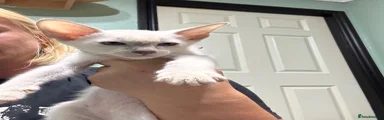 Siamese Kitten 2