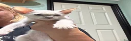 Siamese cats for sale: Ready now-2 cute lilac Siamese kittens available - Advert 10