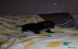 Cockapoo dogs for sale: Beautiful Cockapoo pups - Image 8