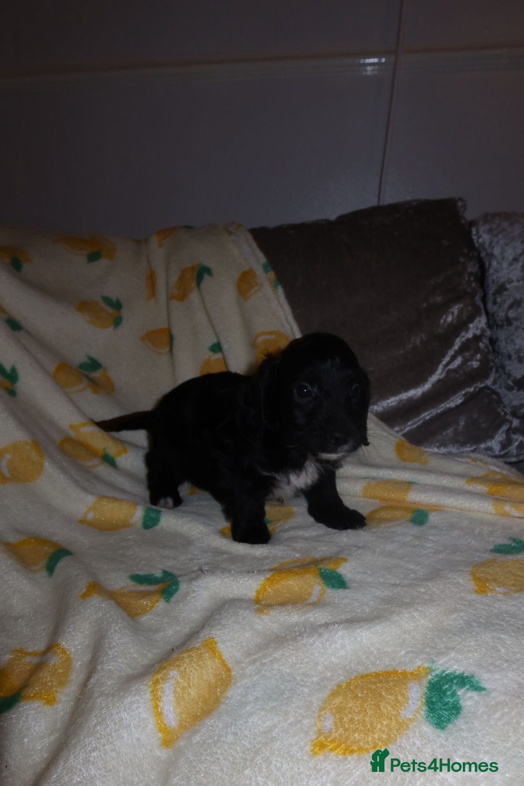 Cockapoo dogs for sale: Beautiful Cockapoo pups - Image 8