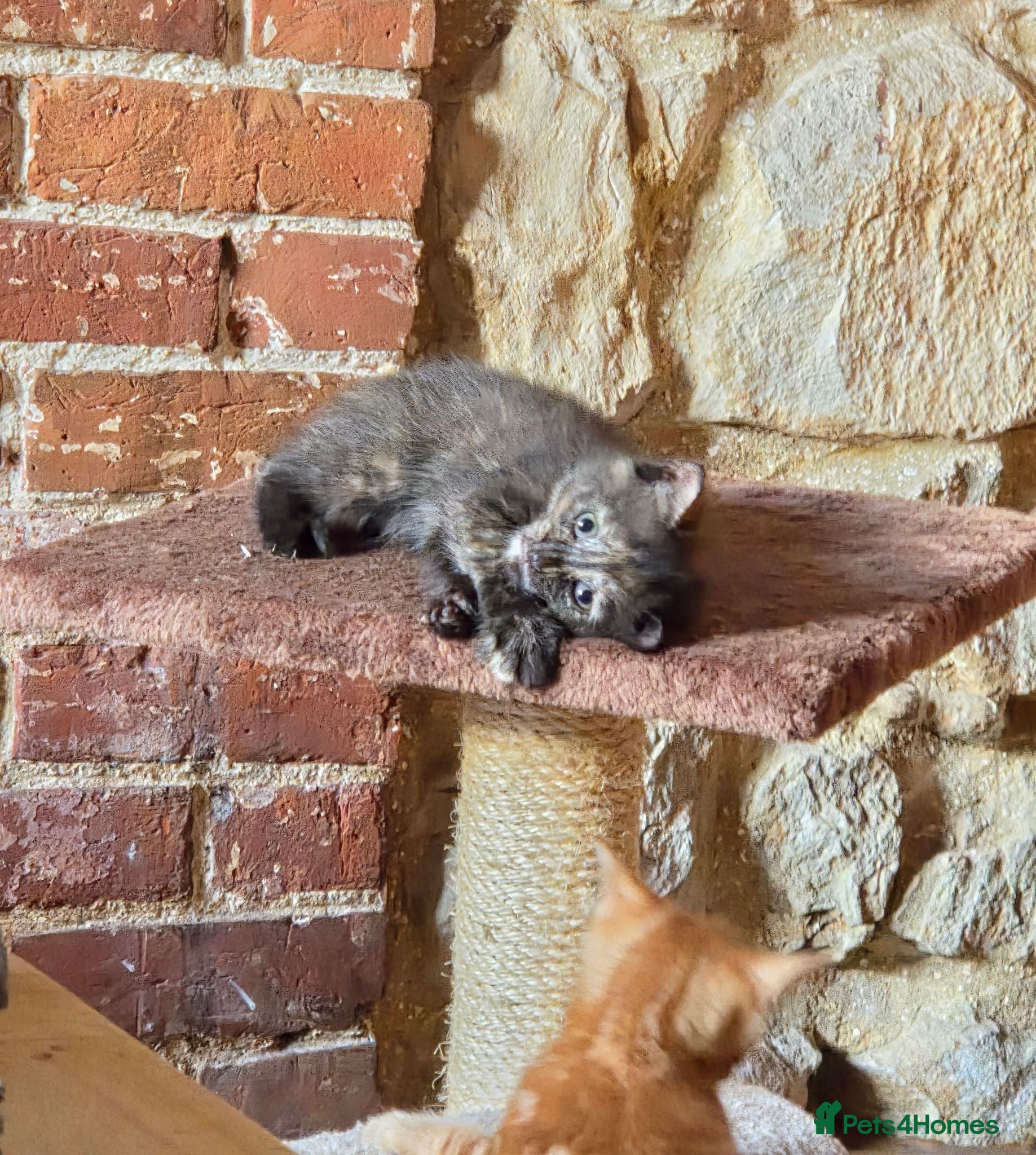 Mixed Breed cats Beautiful kittens Bengal-X Ready to be rehomed - Advert 1