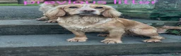 Cocker Spaniel dogs for sale: 6 stunning working cocker spaniels - Advert 17