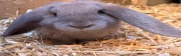 French Lop rabbits for sale: French lop x  - Advert 4