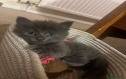 Mixed Breed cats for sale: 2 male kittens for sale - Image 10