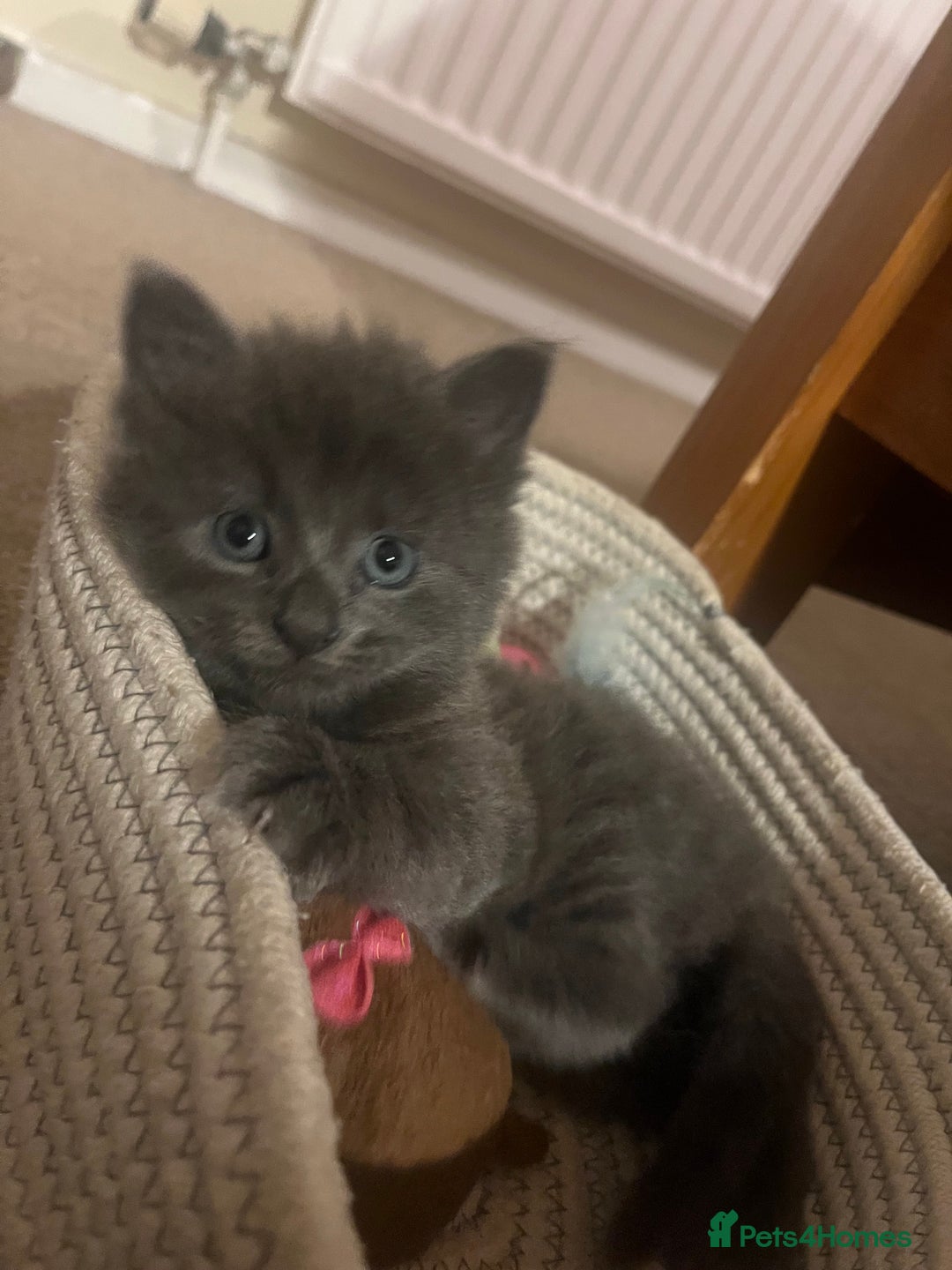 Mixed Breed cats for sale: 2 male kittens for sale - Image 10