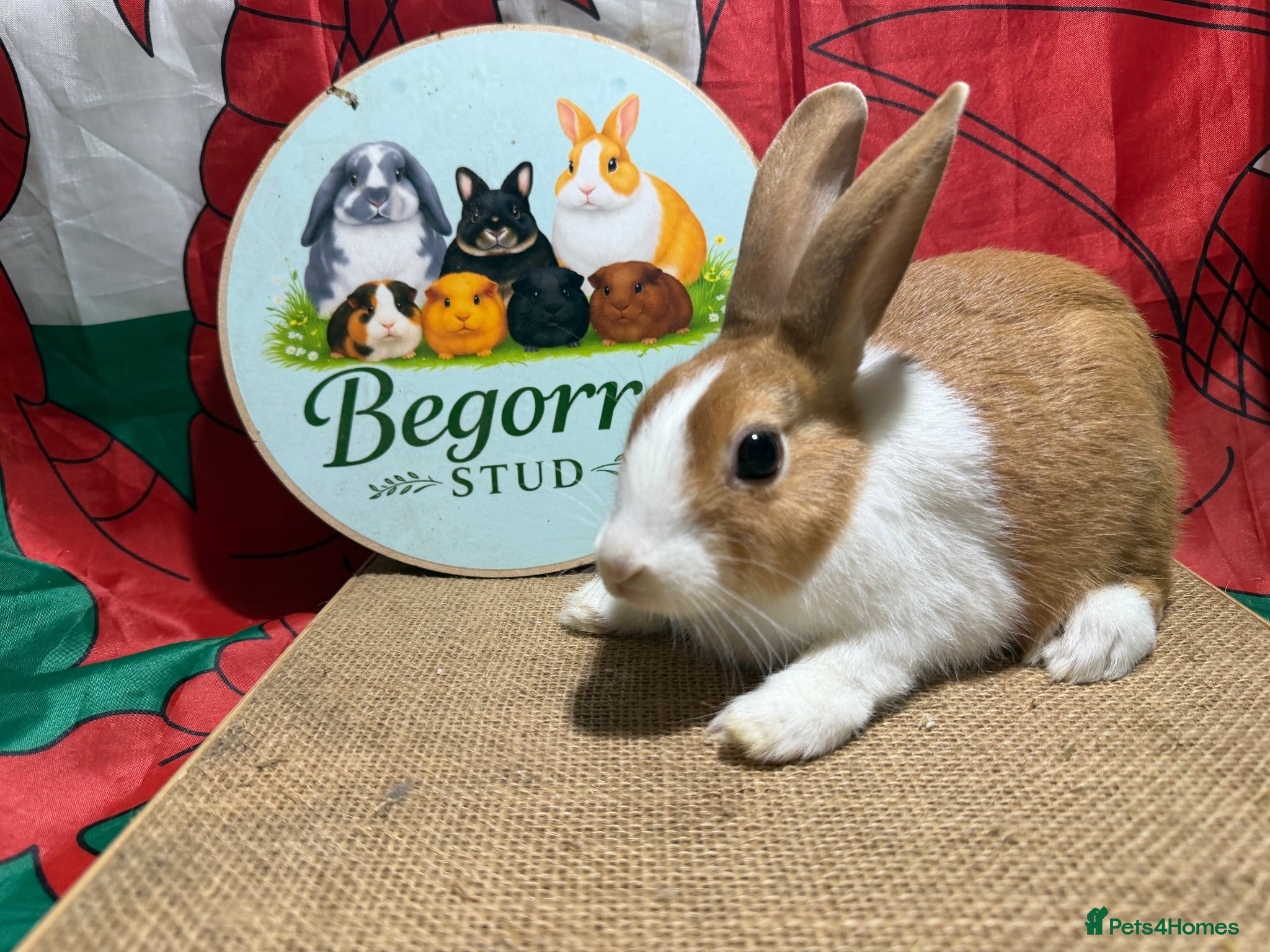 Dutch rabbits Gorgeous Dutch Rabbits ready now - Advert 2