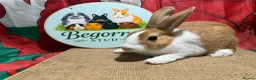 Dutch rabbits for sale: Gorgeous Dutch Rabbits ready now - Advert 2