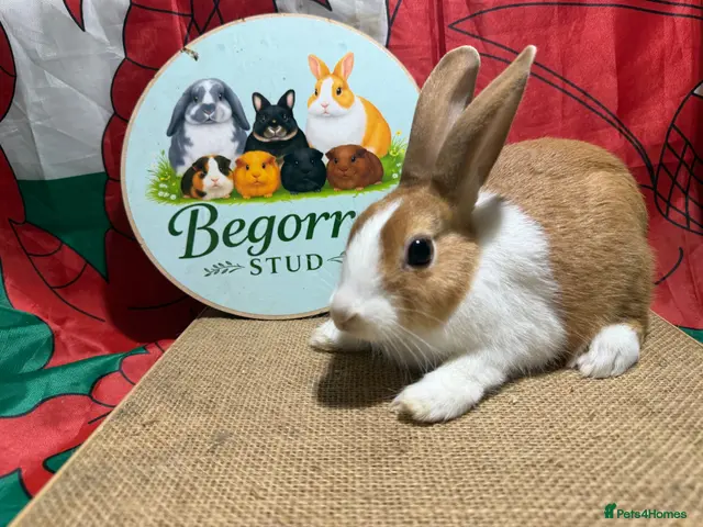 Dutch rabbits for sale: Gorgeous Dutch Rabbits ready now - Advert 2