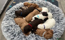 Goldendoodle dogs for sale: Beautiful litter of Goldendoodles  - Image 14