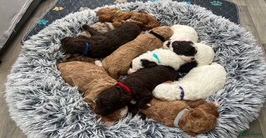 Goldendoodle dogs - Advert 12