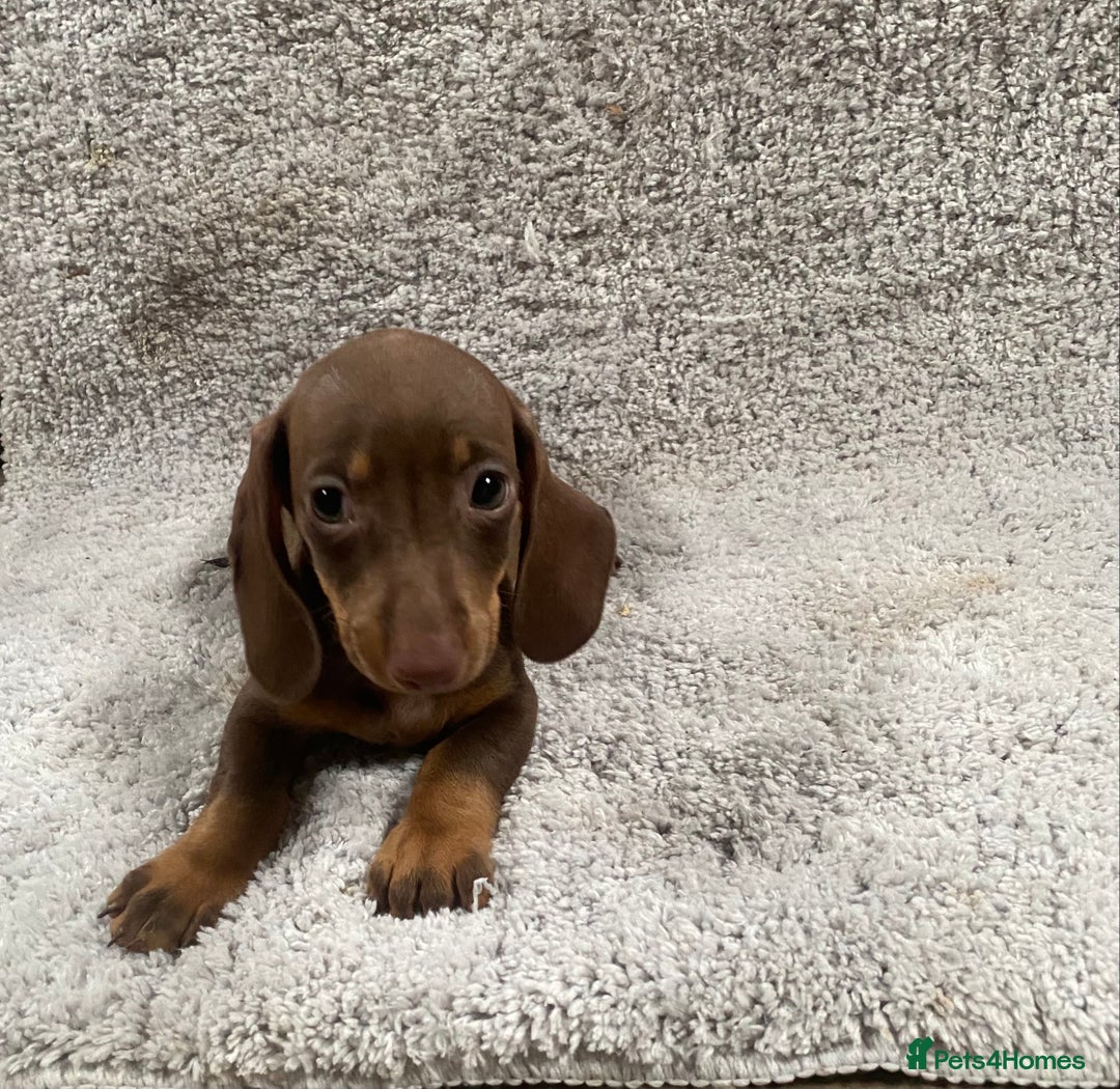 Miniature Dachshund dogs for sale: Miniature dachshund pups - Image 8