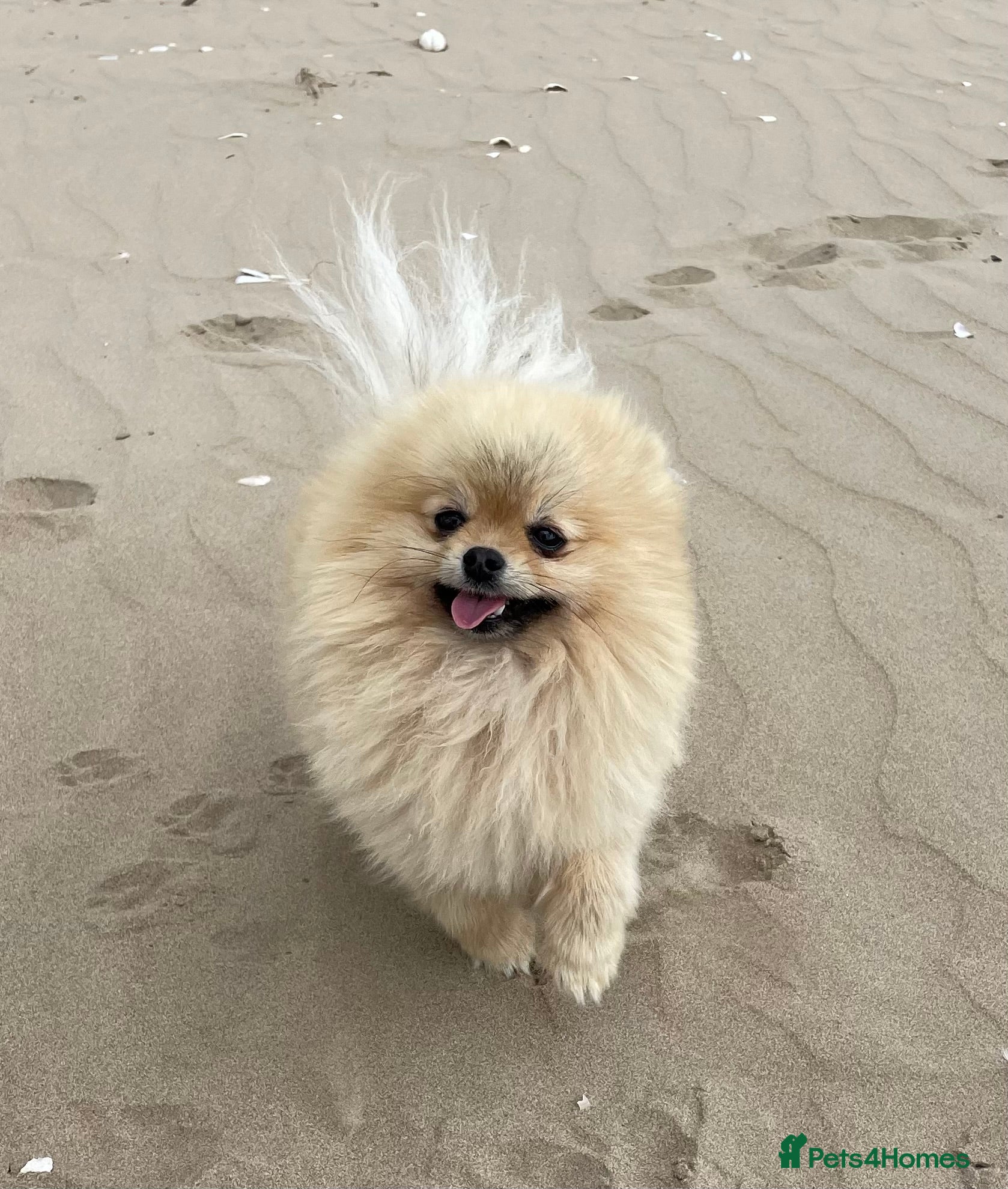 Pomeranian dogs FOR STUD-Beautiful KC Reg Cream/Wolf Sable in Burry Port - Advert 9