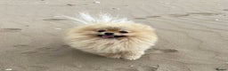 Pomeranian dogs for stud: FOR STUD-Beautiful KC Reg Cream/Wolf Sable in Burry Port - Advert 1