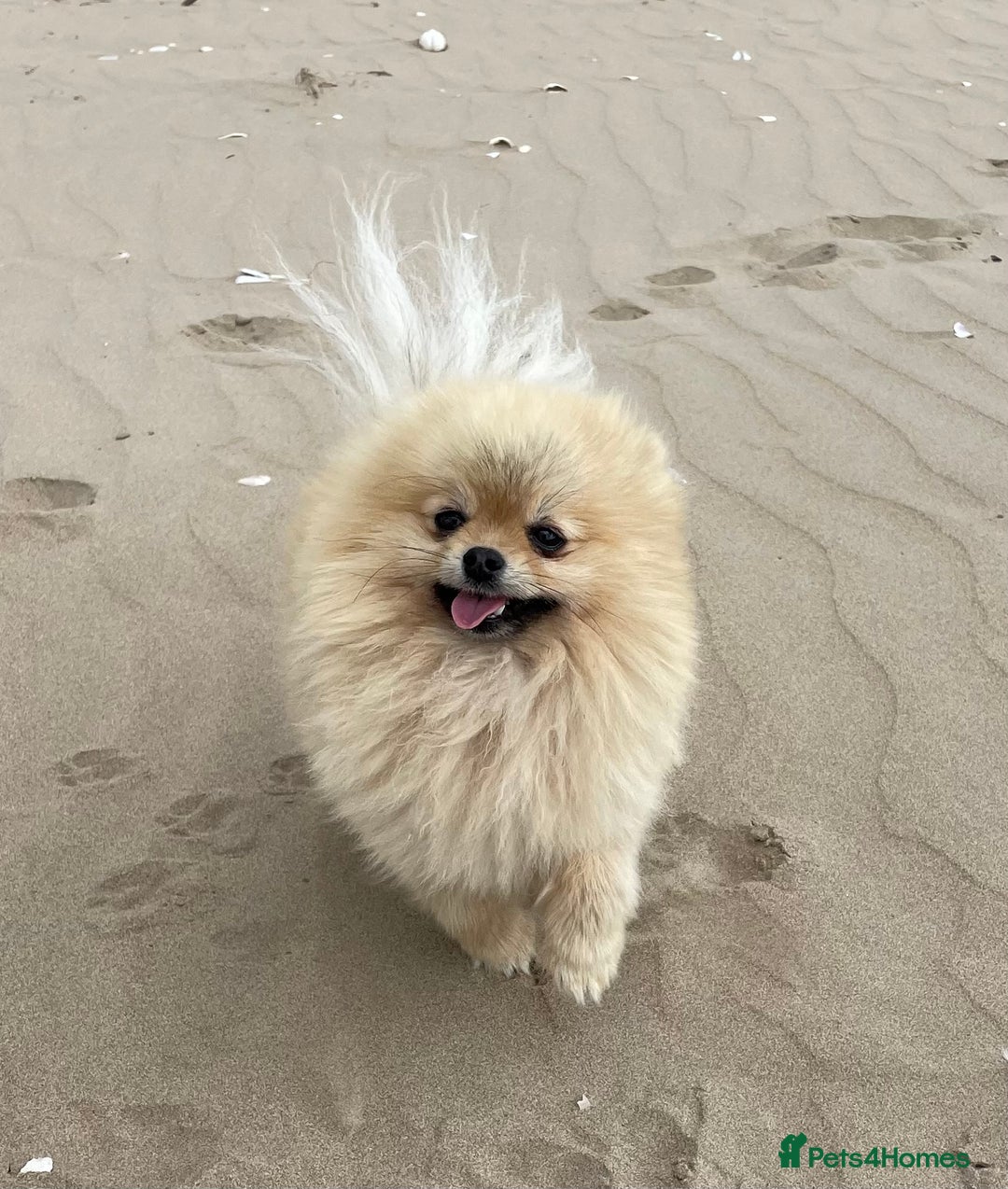 Pomeranian dogs for stud: FOR STUD-Beautiful KC Reg Cream/Wolf Sable in Burry Port - Image 1