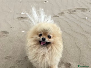 Pomeranian dogs in Burry Port - Advert 2