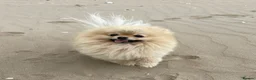 Pomeranian dogs for stud: FOR STUD-Beautiful KC Reg Cream/Wolf Sable in Burry Port - Advert 1