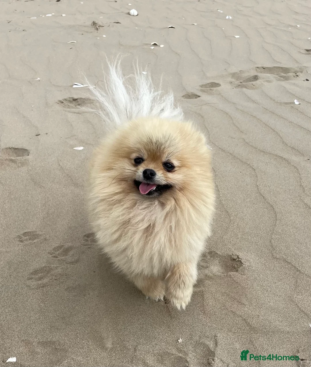 Pomeranian dogs for stud: FOR STUD-Beautiful KC Reg Cream/Wolf Sable in Burry Port - Advert 1