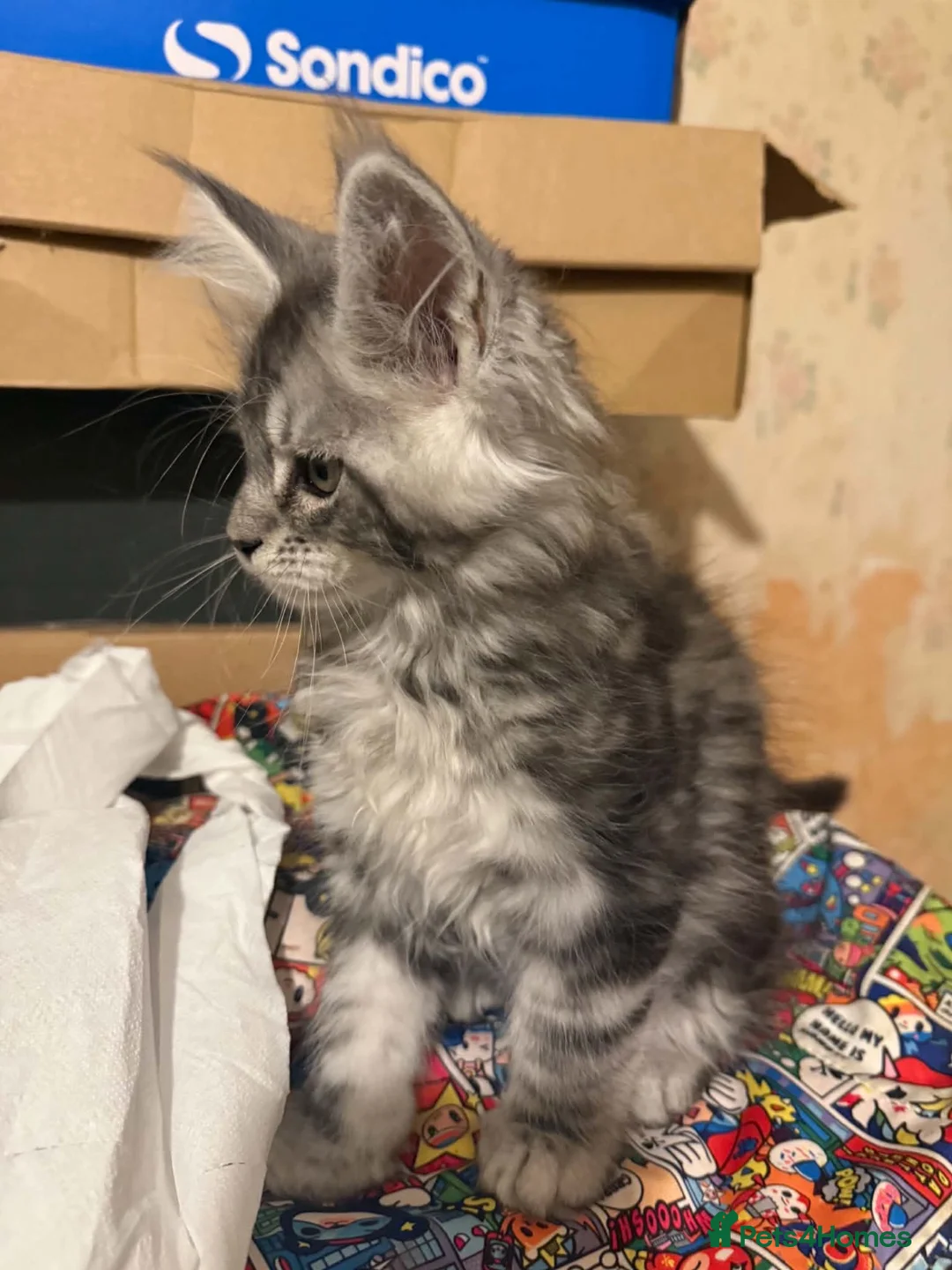 Maine Coon cats for sale: Stunning TICA registered Maine coon kittens 4 left in Doncaster - Advert 2