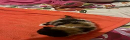Persian cats for sale: Beautiful high quality Persian and Exotic kittens  - Advert 12