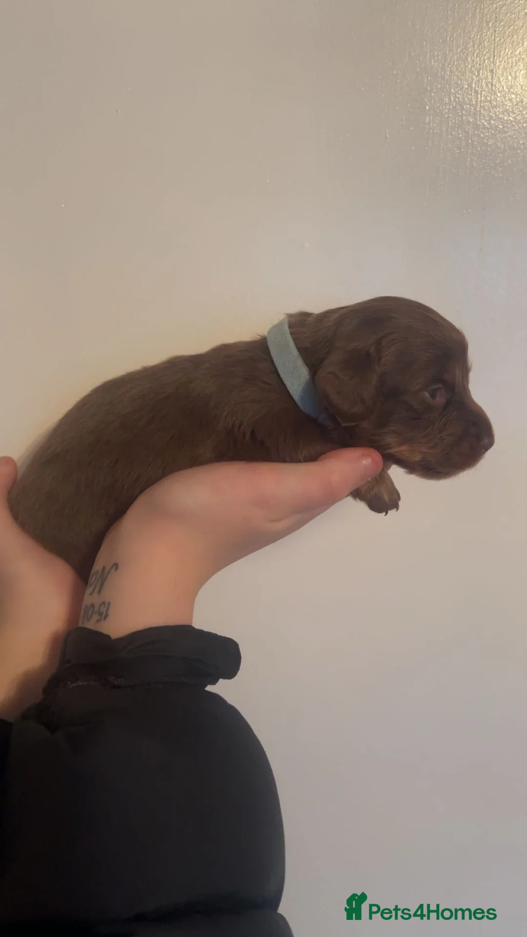 Miniature Dachshund dogs for sale: ‼️ LAST 3 READY TO LEAVE NOW ‼️ - Advert 7