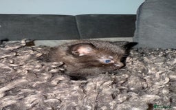 Domestic Shorthair cats for sale: Tortoise Shell X British Longhaired Kittens  - Image 10