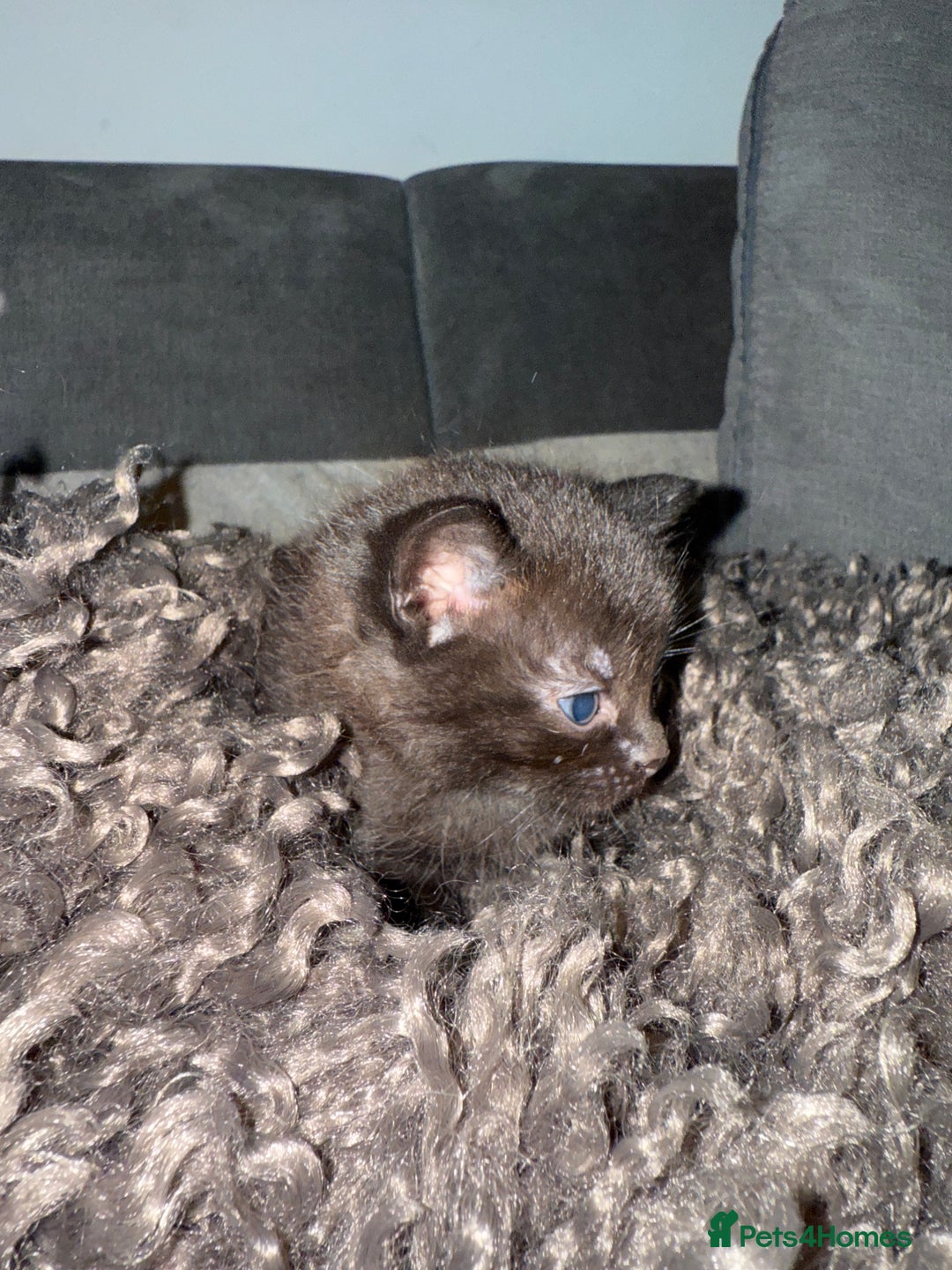 Domestic Shorthair cats for sale: Tortoise Shell X British Longhaired Kittens  - Image 10