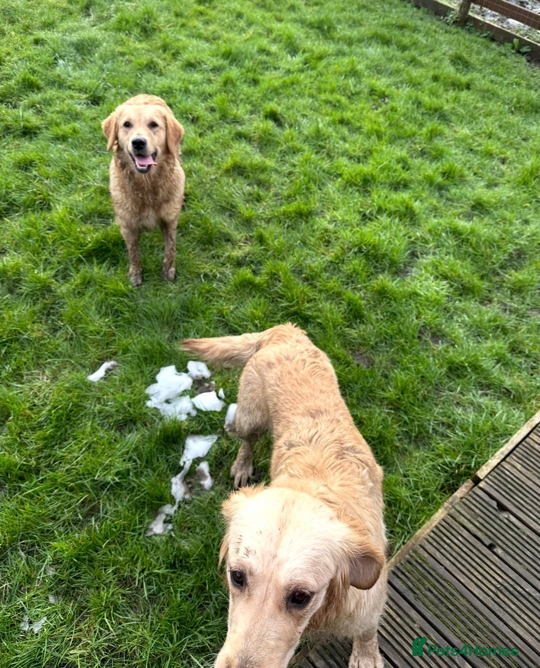 Goldendoodle dogs for sale: Beautiful golden doodles  - Advert 39