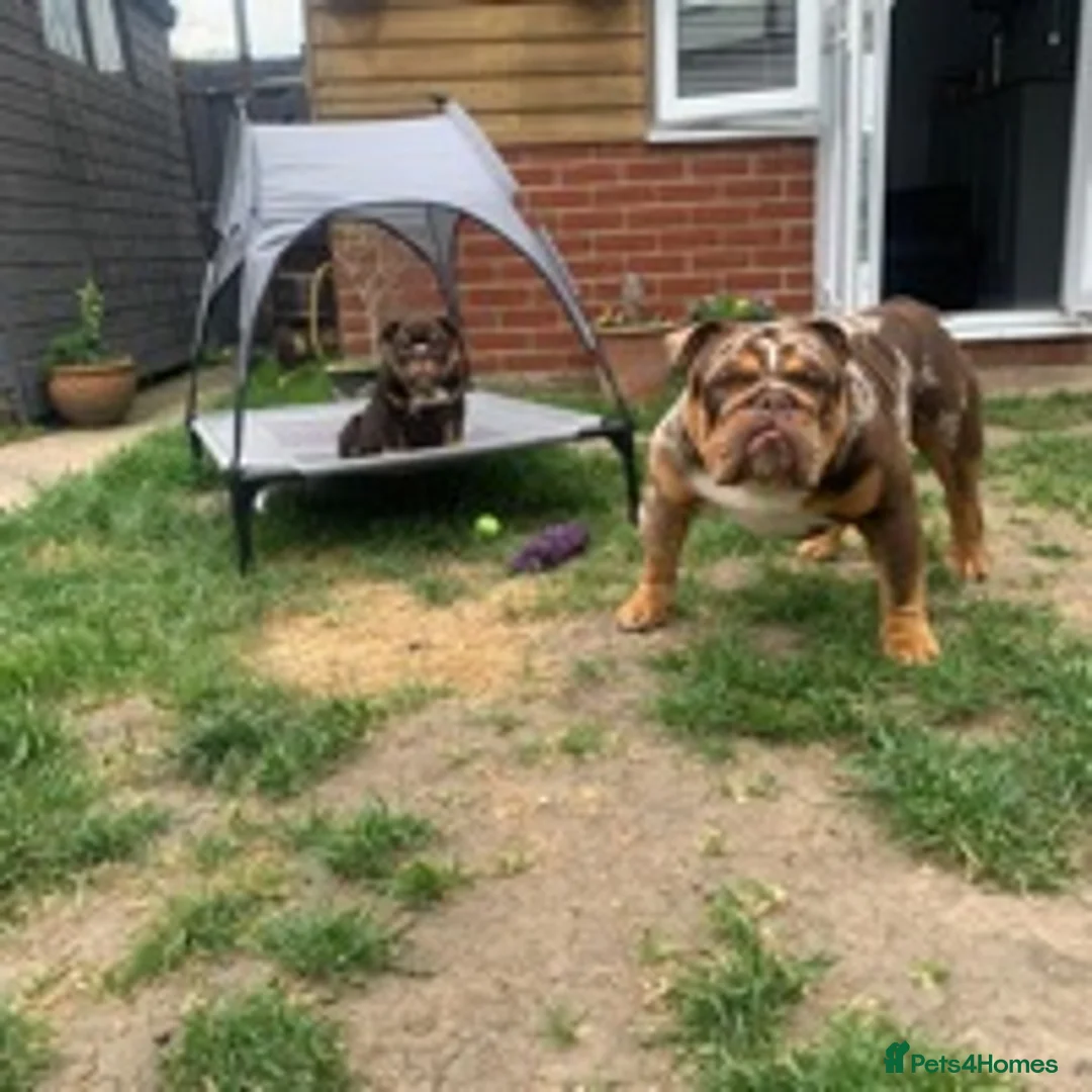 English Bulldog dogs for stud: 💙🍫FRANK🍫💙 in Southampton - Advert 13