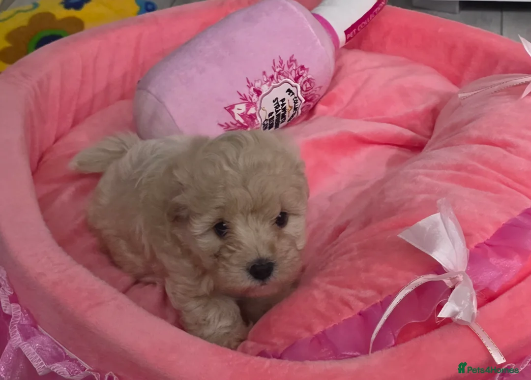 Maltipoo dogs for sale: Maltipoo F1 Toy - Advert 20