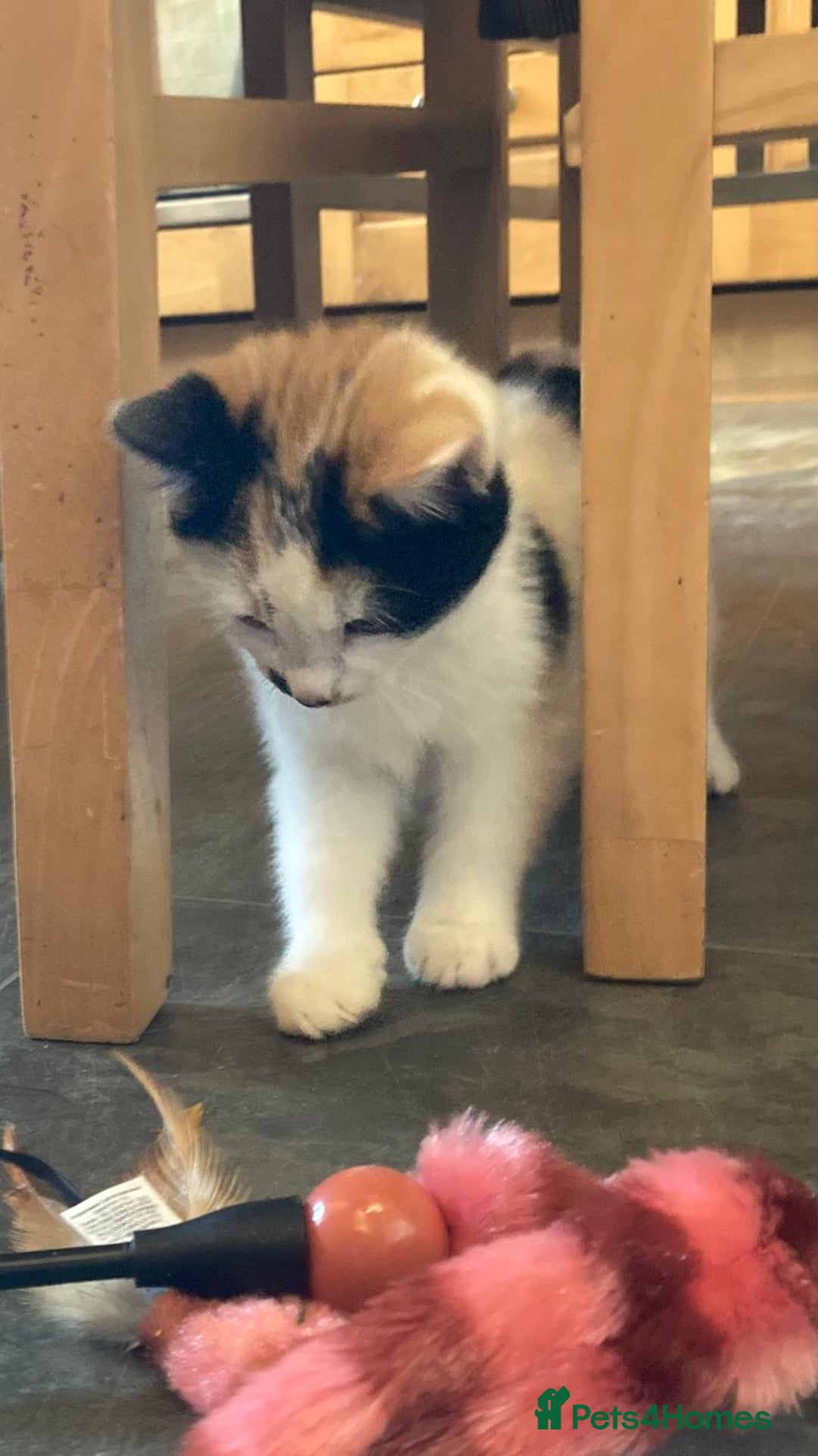 Mixed Breed cats for sale: KITTENS for Sale - Boys and Girls - Advert 9