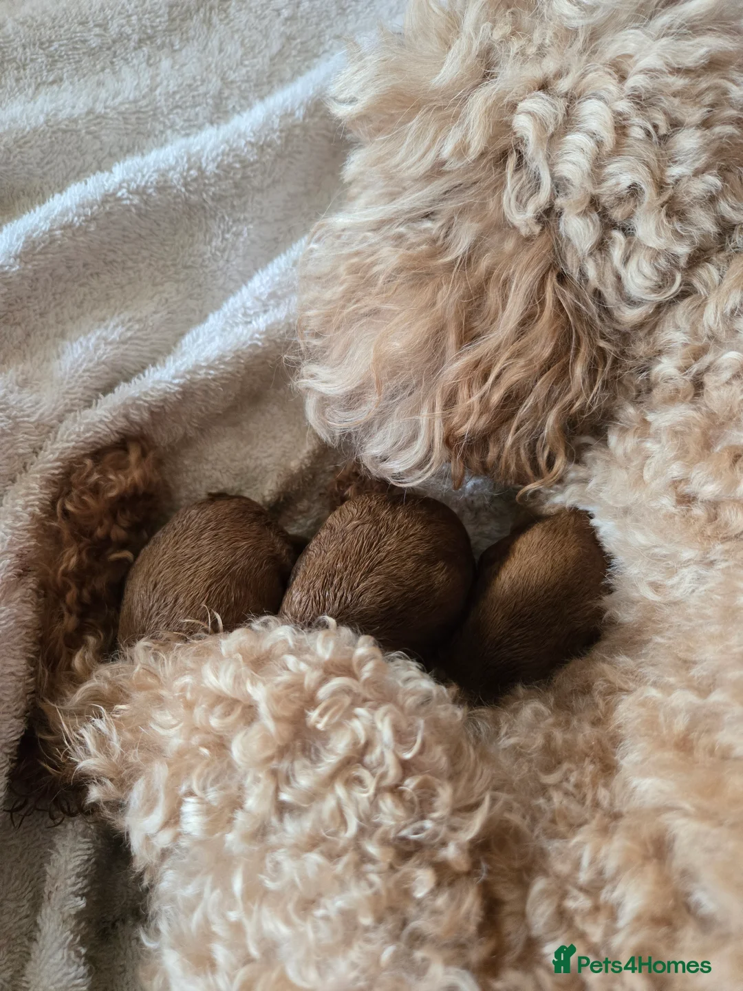 Toy Poodle dogs for sale: KC Tiny Red Toy Poodle - Advert 1