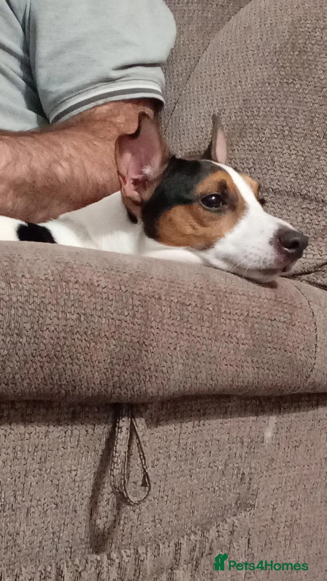 Jack Russell dogs for sale: 4 year old male Jack russell  - Advert 2