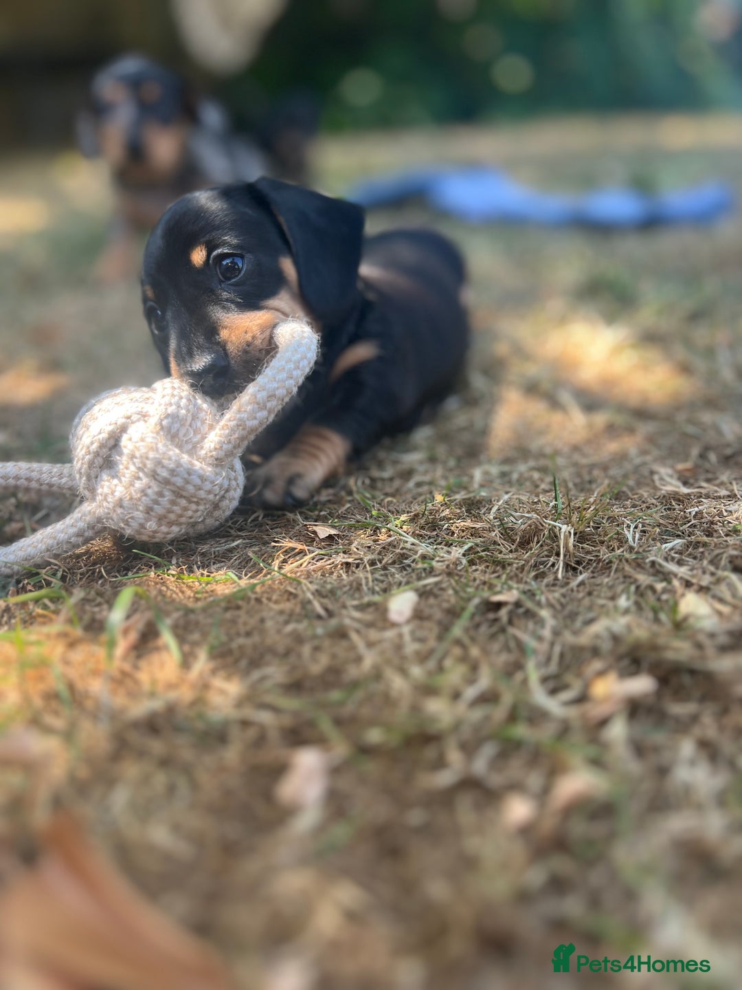 Miniature Dachshund dogs for sale: Miniature Dachshund Puppies - Image 11