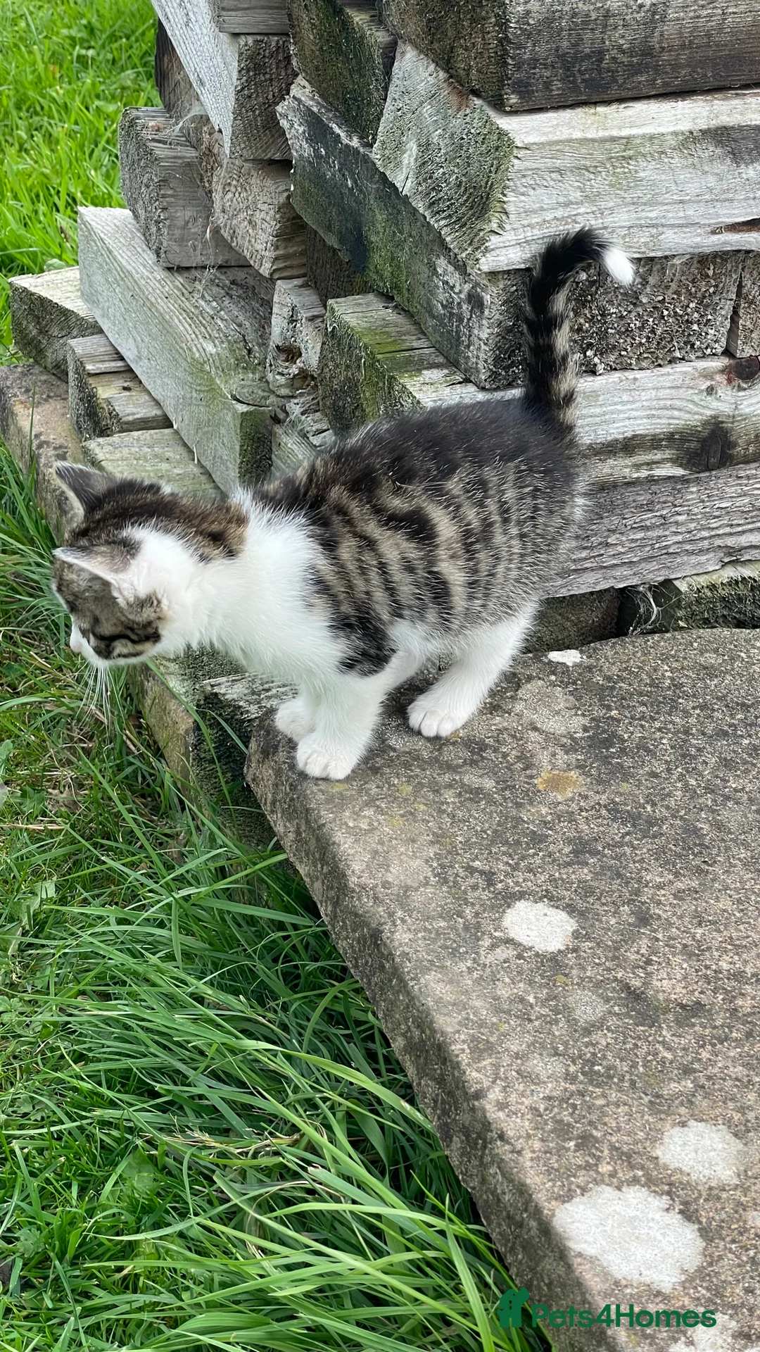 Mixed Breed cats for sale: Beautiful kittens in Durham - Advert 2