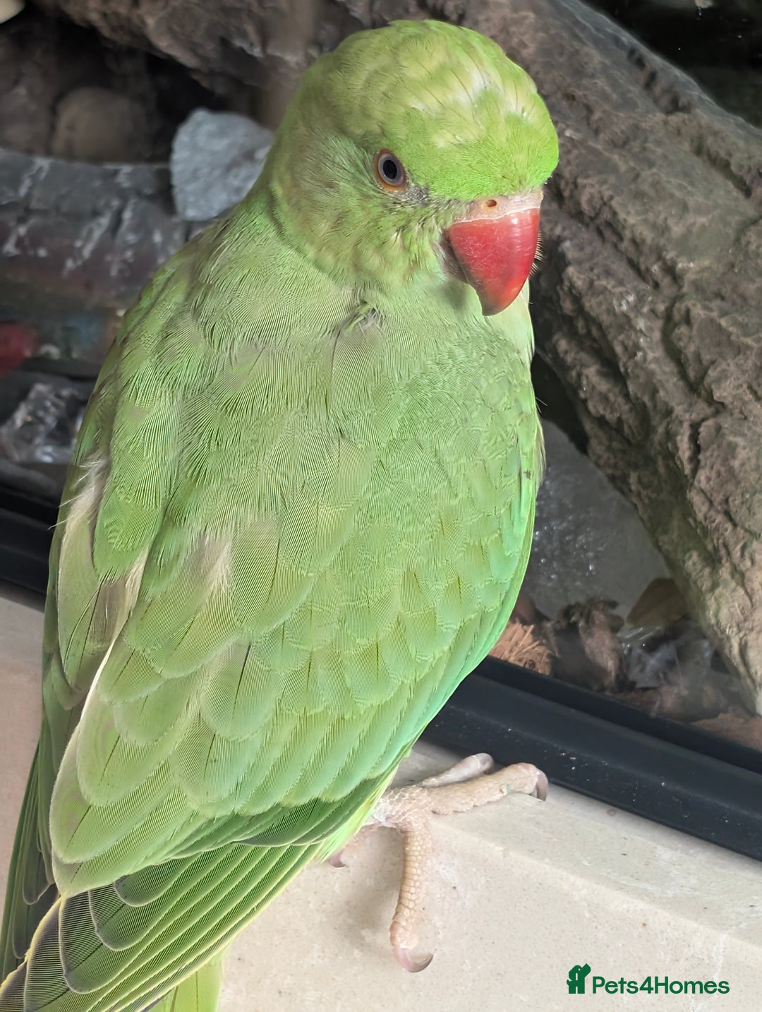 Ringnecks birds for sale: Hand reared ringneck - Image 8