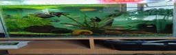 Corys fish for sale: Fish and tank - Advert 2