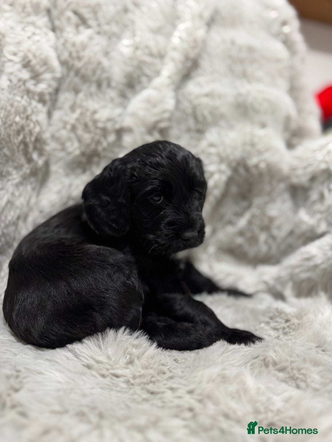 Cockapoo dogs for sale: F2 cockapoo puppies  - Advert 19