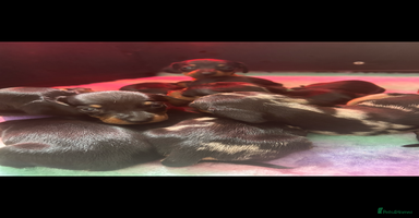 Dachshund dogs - Advert 1