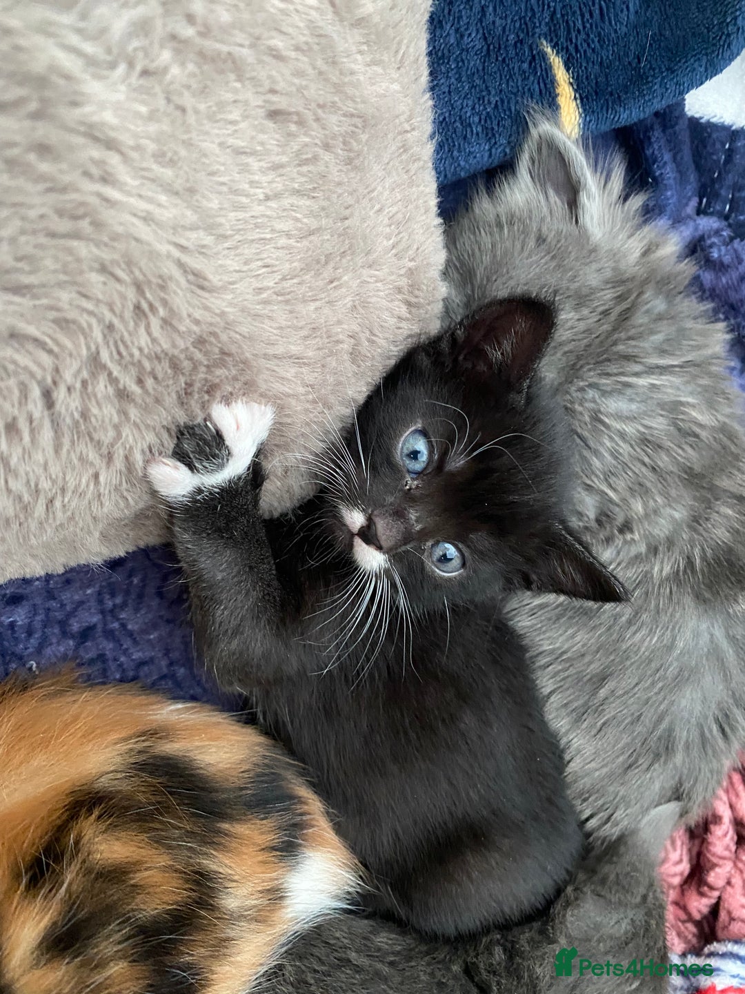 Domestic Shorthair cats for sale: 5 Adorable Kittens -available from end of October  - Image 13