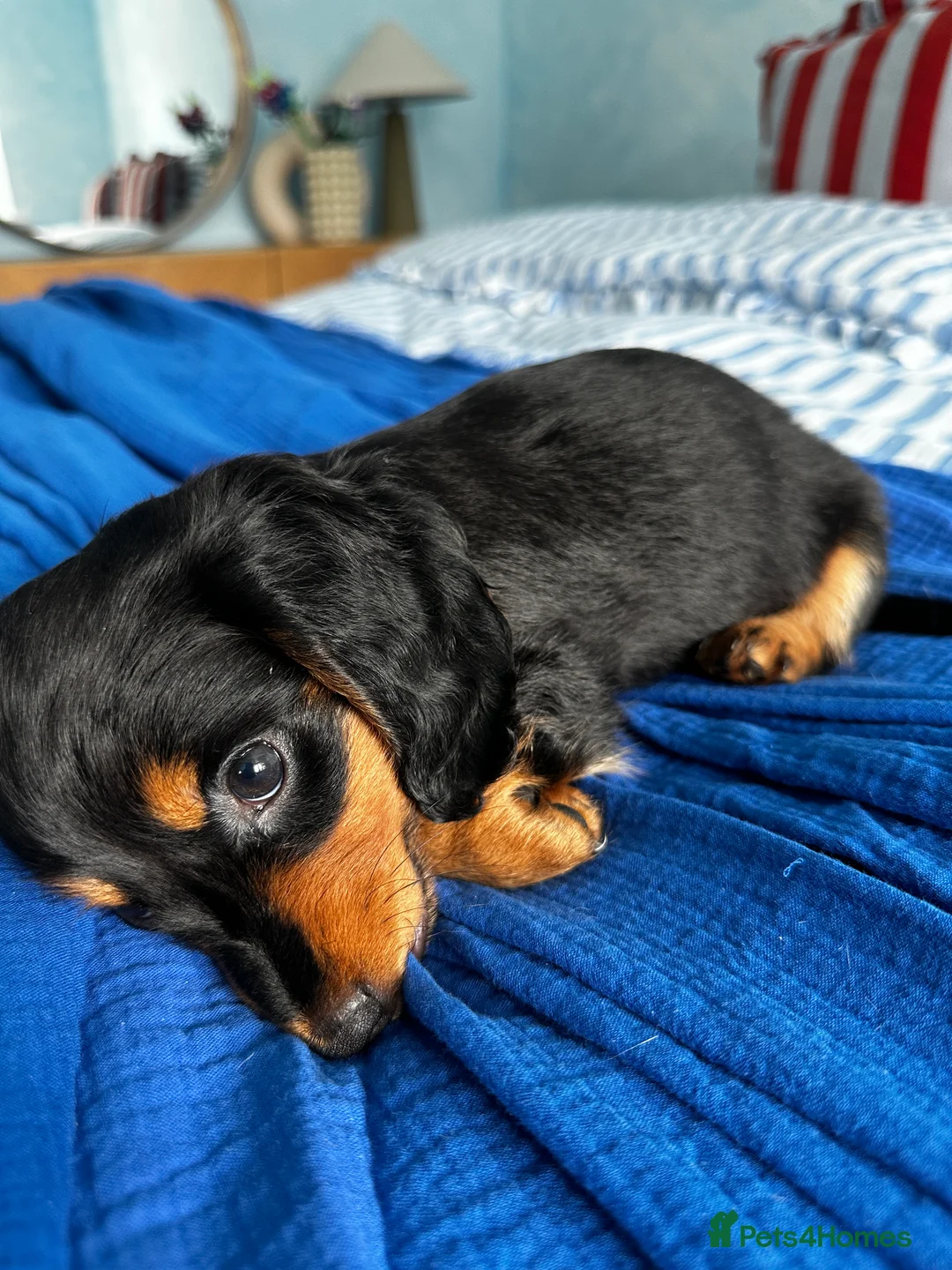 Dachshund dogs for sale: Miniature Dachshund Puppies Read Soon  - Advert 2