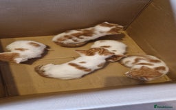 Mixed Breed cats for sale: Super fluffy ginger and white kittens  - Image 2